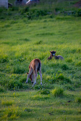 Horses in Iceland at sunset