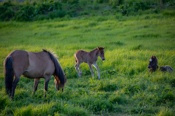 Obraz premium Horses in Iceland at sunset