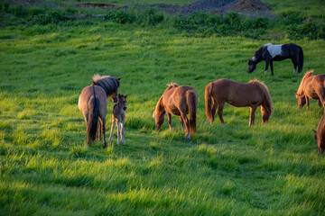 Horses at sunset in Iceland