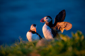 Puffin in Iceland at sunrise