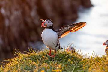 Puffins at sunrise in Iceland