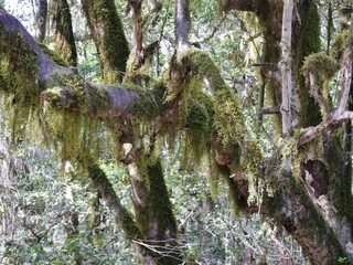 Wanderung durch Märchenwald Las Creces auf La Gomera