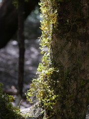 Nationalpark Garajonay mit Bäumen und Flechten auf La Gomera
