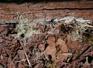 Erdkruste mit Flechten La Gomera
