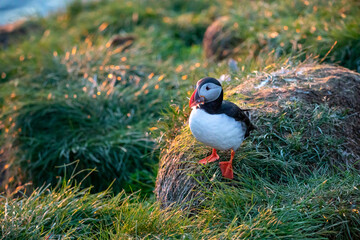 Puffins at sunrise in Iceland