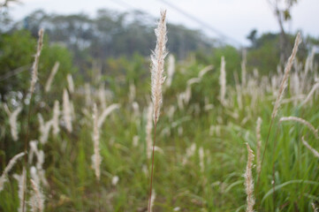 Lush plants in Summer
Cogon grass is shining beautifully.
Selective focus of white puffy flowers of...