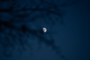 Moon In a Dark Night Sky Behind Tree