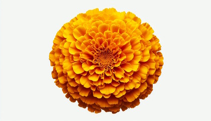beautiful yellow orange Marigold flower, Tagetes erecta, Mexican marigold, Aztec marigold, African marigold isolated on white background, top view, copy space
