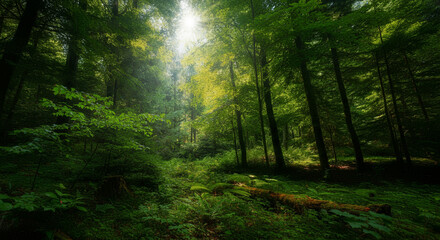 Fototapeta premium Beautiful scenery landscape