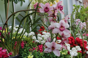 Pink Cymbidium Orchids in Botanical Garden