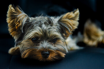 yorkshire terrier © Sylwester