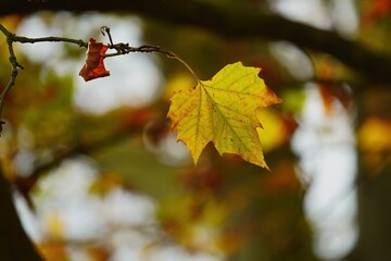 Bokeh en couleur