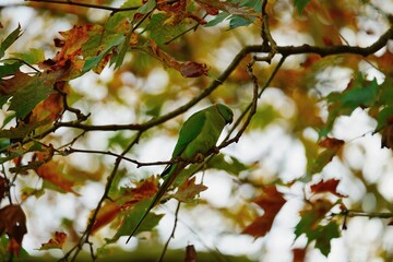 Confondus dans les couleurs