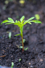 Cosmos flower plant growing in the pot