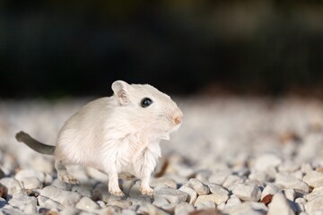 rare animals wildlife cute small hamster