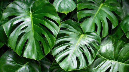 closeup nature view of green leaf and palms background. Flat lay  dark nature concept