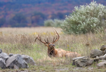 Gorgeous Elk Bull Autumn 