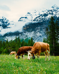 alpine cows in Switzerland a natural environment with mountains in the background