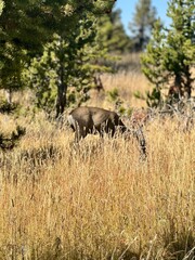Fototapeta premium Yellowstone National Park