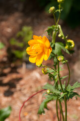 Yellow Chinese globe trotter flower