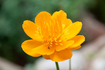 closeup of  a Chinese globe flower