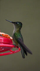 Colibrí  © Aletorrese