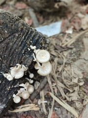 10. wood fungus that grows on rotting wood