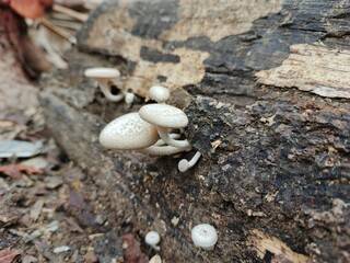 4. wood fungus that grows on rotting wood