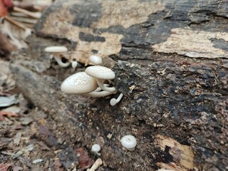3. wood fungus that grows on rotting wood
