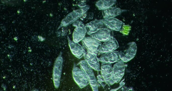 Microscopic paramecia release symbiotic green algae into their environment, showcasing a fascinating interaction within aquatic ecosystems and highlighting the complexity of microbial life