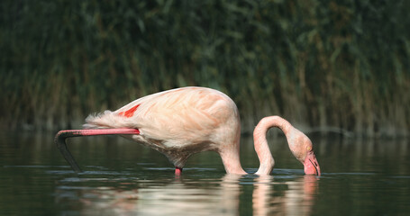 Wading Flamingo (Phoenicopteridae)