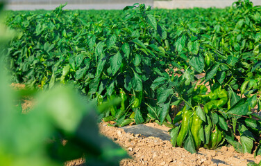 Rows of leafy green pepper bushes on vegetable field. Cultivation of bell pepper on plantation.