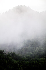 Morning fog disperses over the lush tropical green jungle while a mountain pushes up in the background