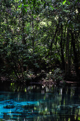 A natural vibrant blue pool sits in the middle of the forest