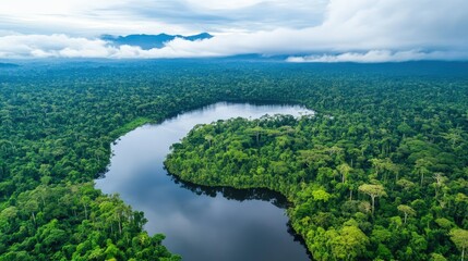 Rain forest