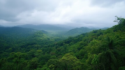 Rain forest