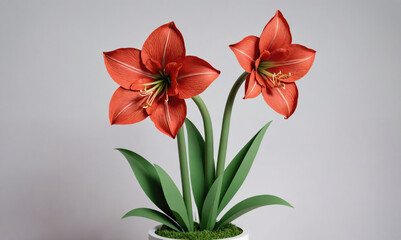 Two red amaryllis flowers are in bloom in a white pot, creating a vibrant display against a simple white background