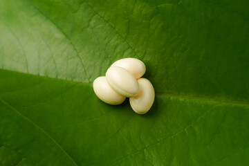 white softgels herbal medicine on leaves, capsules with vitamin E, Cod liver oil, DHA, Fish oil omega 3