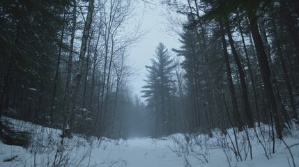 A peaceful snowy forest with mist rising from the snow-covered