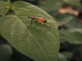 Ptecticus trivittatus - soldier flies are of the family Stratiomyidae. Ptecticus on green leaves