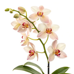 Obraz premium Delicate Orchid Spray