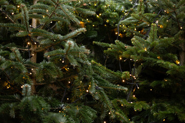 Close up background image of Christmas tree decorated with lights outdoors with fir branches.
