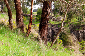 australian bushland landscape at sailors falls near Daylesford