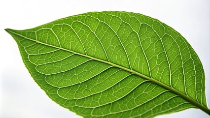 Obraz premium A close-up of a single large green leaf with intricate veins, leaf macro, foliage close-up, leaf macro photography, nature photography, leaf patterns
