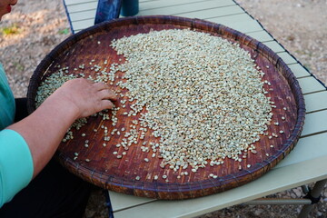 Sorting coffee beans