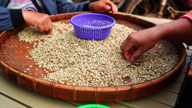 Sorting coffee beans