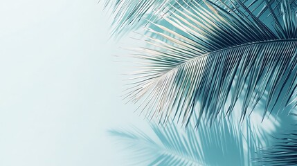 Fototapeta premium Palm Leaf Shadow on Light Blue Background