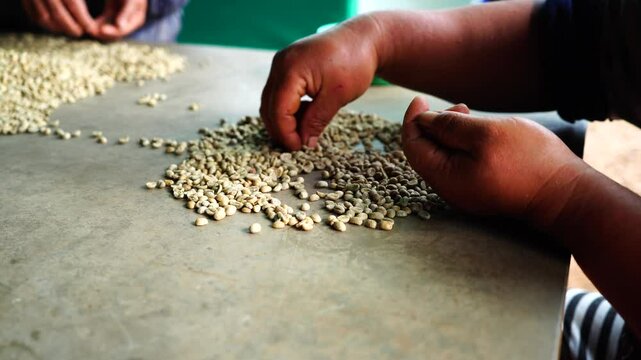 Sorting coffee beans