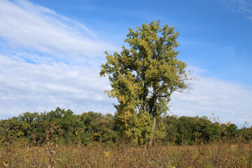 One cottonwood tree in early autumn turning from green to yellow in a meadow at Somme Prairie Nature Preserve in Northbrook, Illinois