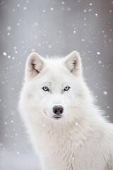 Obraz premium Beautiful wild white arctic wolf in cold snowy winter forest. Wolf pack in hunt. Wild hunter, dangerous animal in nature habitat. Wildlife scene